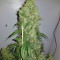 White Widow Auto (Kera Seeds) Cannabis-Samen