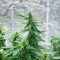 Also Know 47 Autoflower feminisierte Samen (Seedkeepers)