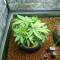 Banana Bomb (Bomb Seeds) Cannabis-Samen