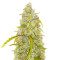 Black Herer Autoflower feminisierte Samen (EGS)