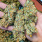 Girl Scout Cookies Fast Version feminisierte Samen (EGS)