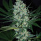 Green Love Potion (Samsara Seeds) Cannabis-Samen