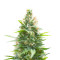 Jack Herer feminisierte Samen (Seedkeepers)