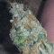 Kushberry (DNA Genetics) Cannabis-Samen