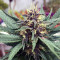 Purple Bud (White Label) Cannabis-Samen