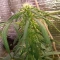 Tangie'matic Auto (Fast Buds) Cannabis-Samen zu verkaufen