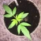 West Coast O.G. Auto (Fast Buds) Cannabis-Samen zu verkaufen