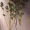 Gelato Auto Cannabis-Samen Kaufen
