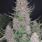 GG#4 Original Glue Auto Cannabis-Samen Kaufen