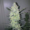 Green Crack Auto (Fast Buds) Cannabis-Samen zu verkaufen