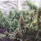 Hawaiian Snow (GHS) Cannabis-Samen zu verkaufen