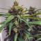 Girl Scout Cookies (Original Sensible Seeds) Cannabis-Samen zu verkaufen