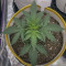 Kaufe Original Trainwreck Auto Samen feminisiert von Fast Buds