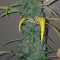 Original Auto White Widow (Fast Buds) Cannabis-Samen zu verkaufen