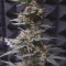 Original Auto OG Kush (Fast Buds) Cannabis-Samen zu verkaufen