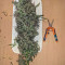 G13 Haze Regular (Barney's Farm) Cannabis-Samen zu verkaufen