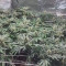 Bubba Island Kush Cannabis-Samen Kaufen