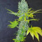 Orange Bud (Dutch Passion) Cannabis-Samen zu verkaufen