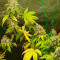 Bruce Banner #3 Cannabis-Samen Kaufen