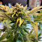 Kaufe Cherry Cola Auto (Fast Buds)