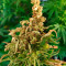 CBD Charlotte’s Angel Cannabis-Samen Kaufen