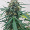 Bruce Banner #3 Auto Cannabis-Samen Kaufen
