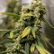 Strawberry Cough (Dutch Passion) Cannabis-Samen zu verkaufen