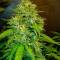 Fast Bud Auto (Sweet Seeds) Cannabis-Samen zu verkaufen