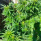 Mimosa Shot Cannabis-Samen Kaufen