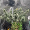 GH Cheese Cannabis-Samen Kaufen