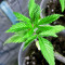 Afghan Kush Early Harvest (World of Seeds) Cannabis-Samen