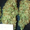 Alien Gorilla (Original Sensible Seeds) Cannabis-Samen