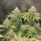 Amnesia Lemon (Barney's Farm) Cannabis-Samen