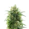Banana Sherbet XXL (Growers Choice)