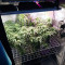 Big Bud (Seedstockers) Cannabis-Samen