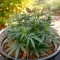 Big Domina Auto (Freedom of Seeds) Cannabis-Samen