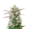 Blueberry Pancakes (Humboldt Seed Company)