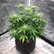 Ceres Kush (Ceres Seeds)
