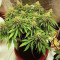 Chocolate Skunk (00 Seeds) Cannabis-Samen