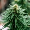 Critical Mass Fast (Advanced Seeds)