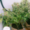 Fruit Punch (Heavyweight Seeds) Cannabis-Samen