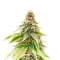 G13 Genius feminisierte Samen (Brothers Grimm Seeds)