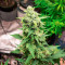 GG#4 Original Glue Auto feminisierte Samen (Fast Buds)