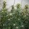 Gorilla Ice Cream (Expert Seeds) Cannabis-Samen