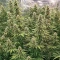 Green Monster Auto (Zambeza Seeds) Cannabis-Samen