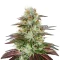 King’s Kush Auto (GHS) Cannabis-Samen