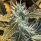 Shogun (RQS) Cannabis-Samen