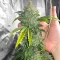 S.O.D.K Auto (Mephisto Genetics) Cannabis-Samen