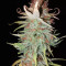 THC Bomb (Bomb Seeds) Cannabis-Samen