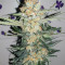 Wedding Cake (Original Sensible Seeds) Cannabis-Samen